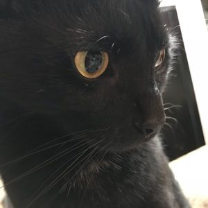 Meet your Posher, Chelsea